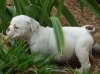 good-looking-English-bulldog-puppies-looking-for-a-good-home