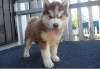 cute-male-and-female-siberian-husky-puppy-for-free-adoption